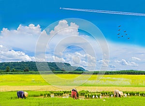 The farmer practice, an ancient method, the plantation, green paddy rice field with beautiful sky cloud in the countryside