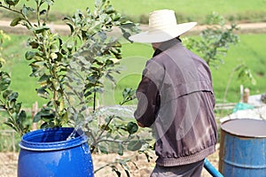 Farmer prepared water into blue bucket to water plants in garden. Concept, Solve problems lacking of water in agriculture