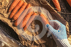 Farmer preparing organic homegrown carrots for farmer`s market