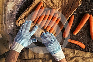 Farmer preparing organic homegrown carrots for farmer`s market