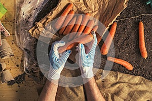 Farmer preparing organic homegrown carrots for farmer`s market