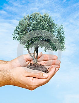 Agricultor presentaciones aceituna un árbol 