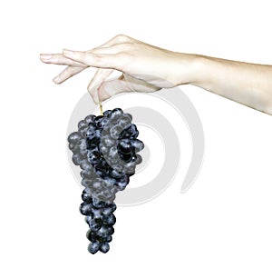 The farmer presents his harvest. A grape shows a bunch of grapes, a hand holds a bunch of black grapes, isolated on a white