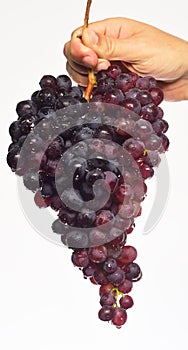Farmer presents his harvest. Winegrower shows cluster of grapes.
