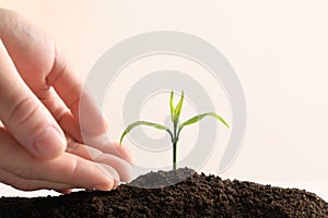 Farmer protecting young seedling in soil on light background