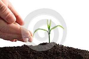 Farmer protecting young seedling in soil on white background