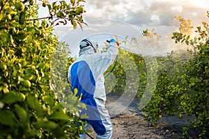 Farmer in protective clothes spray pesticides. Farm worker spray pesticide insecticide on fruit lemon trees. Ecological