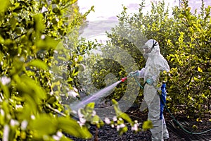 Farmer in protective clothes spray pesticides. Farm worker spray pesticide insecticide on fruit lemon trees. Ecological