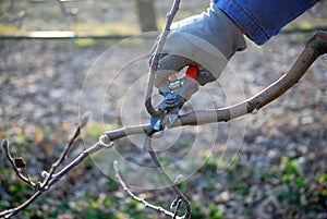 farmer with protective gloves pruning apple tree in march