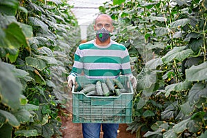 Farmer in protective mask carrying box full of cucumbers in greenhouse