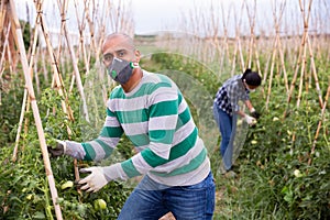 Farmer in protective mask making supports for tomatoes in garden