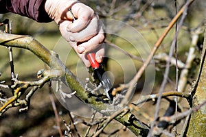Farmer pruning apple tree in orchard