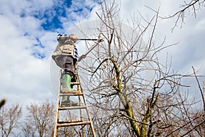 Farmer is pruning branches of fruit trees in orchard using long