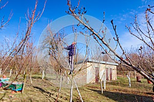 Gardener is cutting branches, pruning fruit trees with pruning shears in the orchard