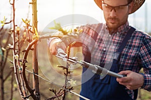 Farmer pruning fruit trees in orchard