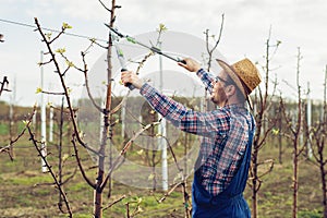 Farmer pruning fruit trees in orchard