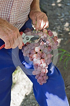 Farmer pruning grapes photo