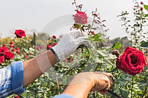 farmer is pruning a rose that has already bloomed in a rose garden