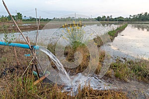 Farmer pumping water into the fields