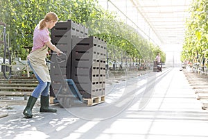 Farmer pushing tomato crates on pallet jack by plants at greenhouse