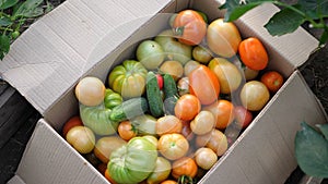 The farmer put in a box vegetables-tomatoes. Organic Crop Of Agricultural Products