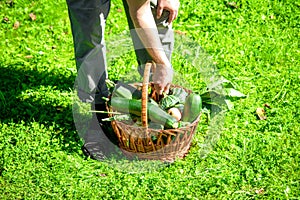 Farmer puts fresh vegetables in a wicker basket