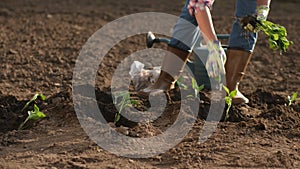 Farmer puts pepper seedlings in holes on the field