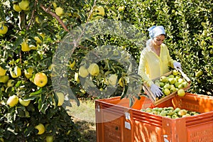 Farmer putting bruised apples in crate