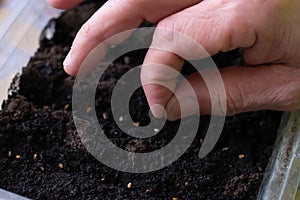 Farmer is putting tomato seeds into soil for growing. Macro photography of farmers fingers preparing to sow seeds