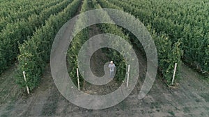 Farmer raises glass of apple drink in garden, drone view over neat rows of green fruit trees