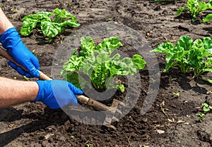 The farmer rakes the soil around the young beet. Close-up of the hands of an agronomist while tending a vegetable garden photo