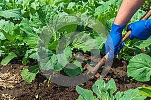 The farmer rakes the soil around the young cabbage. Close-up of the hands in gloves of an agronomist while tending a vegetable photo