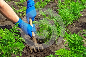 Farmer rakes the soil around the young carrot. Close-up of the hands in gloves of an agronomist while tending a vegetable garden photo