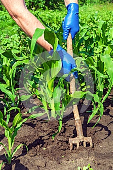 The farmer rakes the soil around the young corn. Close-up of the hands in gloves of an agronomist while tending a vegetable garden photo