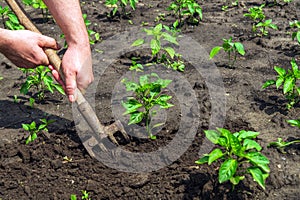 The farmer rakes the soil around the young pepper. Close-up of the hands of an agronomist while tending a vegetable garden photo