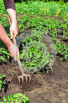 The farmer rakes the soil around the young tomato. Close-up of the hands of an agronomist while tending a vegetable garden photo
