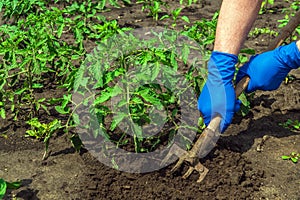 The farmer rakes the soil around the young tomato. Close-up of the hands in gloves of an agronomist while tending a vegetable photo