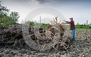 Farmer raking dried branches. Spring time