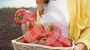 Farmer red girl neck picks pepper in a basket harvesting in a field on soil. agriculture business concept. smart farming