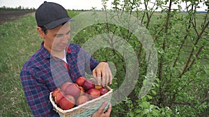 Farmer red man neck picks apples lifestyle in a basket harvesting in the garden . agriculture business concept. smart