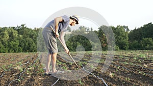 Farmer removes weeds by hoe in corn field with young growth at organick eco farm