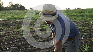 Farmer removes weeds by hoe in corn field with young growth at organick eco farm