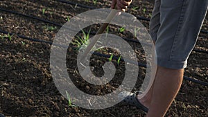 Farmer removes weeds by hoe in corn field with young growth at organick eco farm