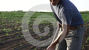 Farmer removes weeds by hoe in corn field with young growth at organick eco farm