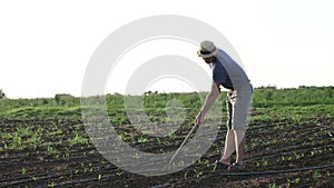 Farmer removes weeds by hoe in corn field with young growth at organick eco farm