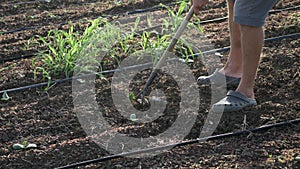 Farmer removes weeds by hoe in corn field with young growth at organick eco farm