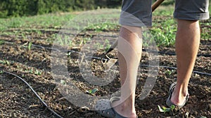 Farmer removes weeds by hoe in corn field with young growth at organick eco farm