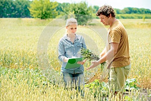 Farmer and researcher analysing wheat field plant