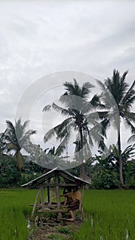 farmer resting in lush green rice paddy