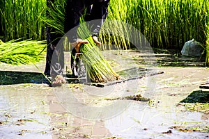 Farmer rice farmers grow rice, plow.